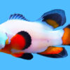 Ocellaris, Longfin Flurry 1.5 inches