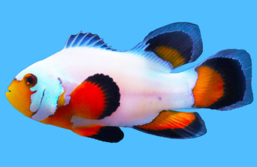 Ocellaris, Longfin Flurry 1.5 inches