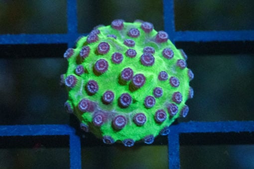 Cyphastrea, Mardi Gras 0.75 inches