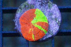 Scolymia Ultra 0.75 inches
