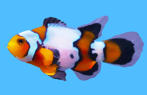 Ocellaris, Longfin Snow Onyx 1.5 inches