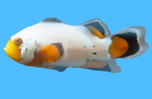 Ocellaris, Longfin Flurry 1.5 inches