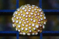 Cyphastrea, Butterscotch 0.75 inches