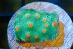 Cyphastrea Ultra 0.75 inches