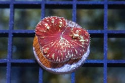 Wellsi Red W/ Green Center 1 inches