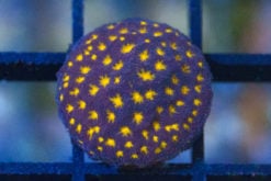 Psammocora, Outer Space 0.75 inches