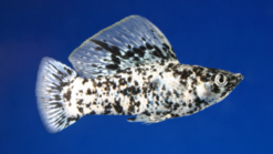 Saltwater Sailfin Molly