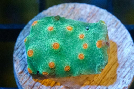 Cyphastrea Ultra 0.75 inches