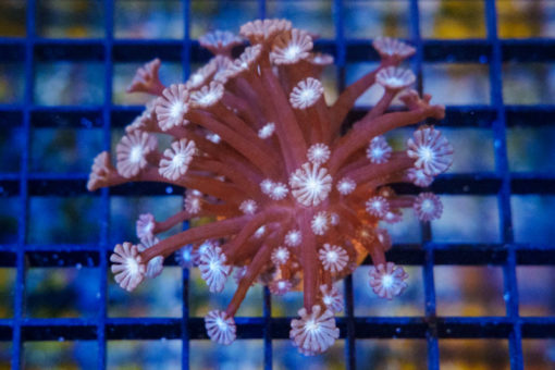 Daisy Branch Ultra 2 inches