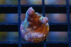 Acropora, Paletta Blue 0.75 inches