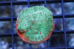 Chalice Big Eye Ultra Color 1.5 inches