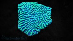 Platygyra Brain Coral: Super - Australia, Size 3.5 - 4.75 inches