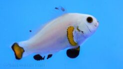 Ice Storm Ocellaris Clownfish: Captive Bred