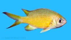 Webers Chromis - 2.25 - 3.25" - SSC Certified - Central Pacific