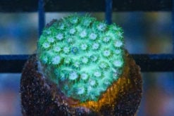 Starflower Ultra 0.75 inches