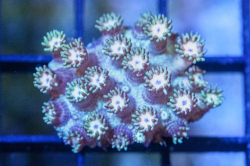 Flower Pot Ultra 1.5 inches