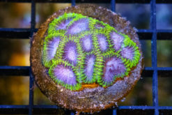 Brain Favites Ultra 1.5 inches