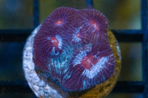 Brain Favites Ultra 1 inches