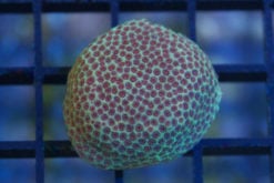 Porites, Sand Dollar 1.5 inches
