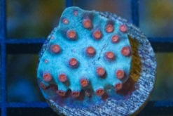 Cyphastrea, Meteor Shower 1 inches