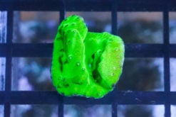 Scroll, Green Fire 1 inches