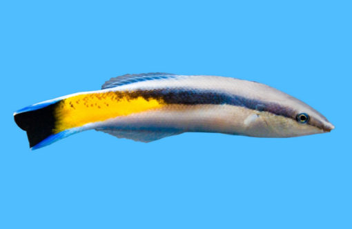 Cleaner, Yellow Patch 3.25 inches