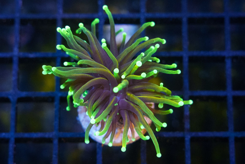 Torch, Ultra 2 inches