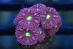 Blastomussa Merleti Ultra 1 inches