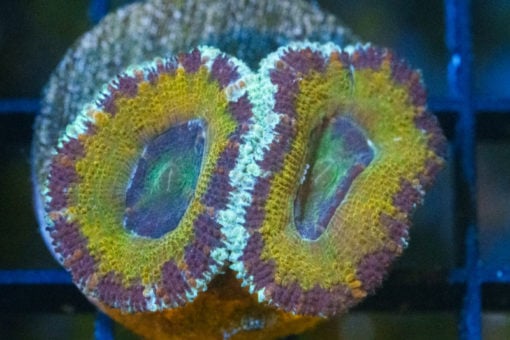 Acanthastrea Ultra Color 1.25 inches