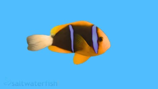 Allard's Clownfish - Red Sea, Size 2 - 3 inches