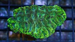 Brain Prism Coral: Neon Green - Australia, Size Medium