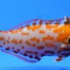 Choati Wrasse - Australia, Size 2 - 3 inches