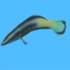 Bicolor Cleaner Wrasse, Size 3 - 4 inches