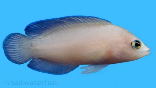 Green Serosa Dottyback, Size 1.25 - 2.25 inches