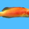 Hooded Fairy Wrasse - Fiji, Size < 2 inches