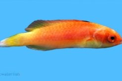 Hooded Fairy Wrasse - Fiji, Size < 2 inches