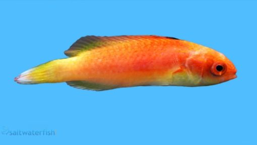Hooded Fairy Wrasse: Male - Fiji, Size 3 - 4 inches