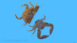 Porcelain Crab, Size Small