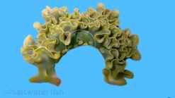 Lettuce Nudibranch, Size  Small