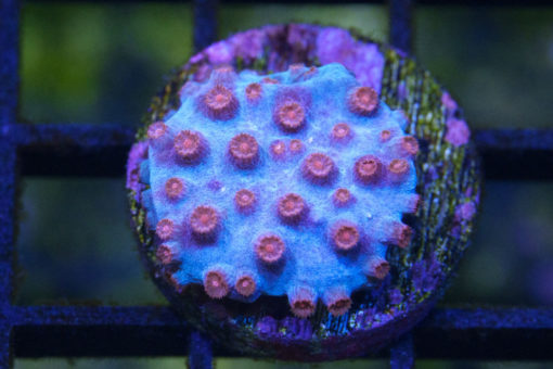 Cyphastrea, Meteor Shower 1.25 inches