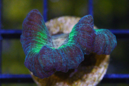 Spiny Cup Ultra Color 1.25 inches