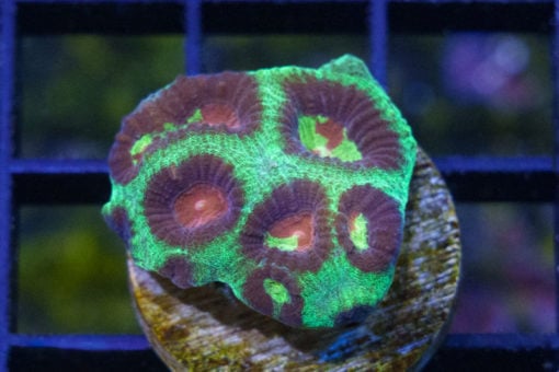Brain Favia Ultra Color 1 inches