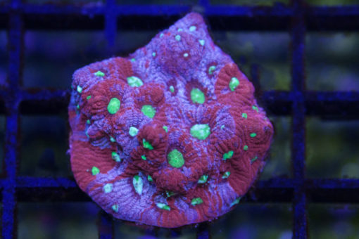 Brain Favites Ultra 1.5 inches