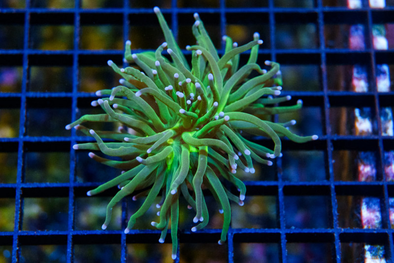 Torch, Ultra 2 inches