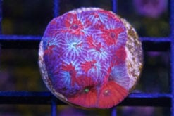 Brain Favites Ultra 1 inches