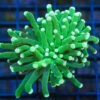 Torch, Ultra 3 inches