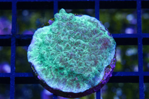 Horn, Encrusting Green 1.25 inches