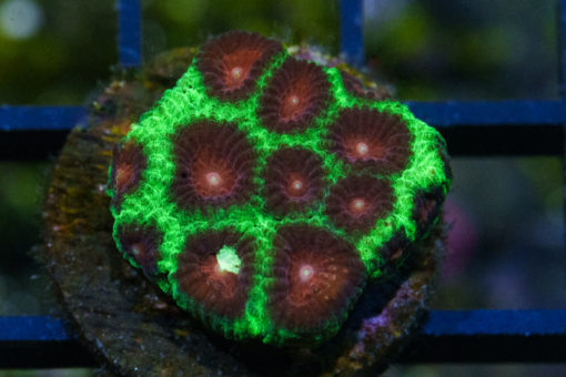 Brain Favia Ultra Color 1 inches