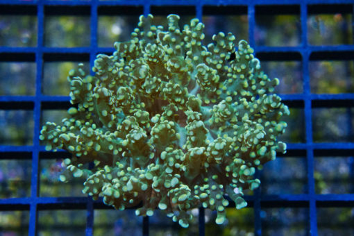 Octopus Branch Ultra 2 inches