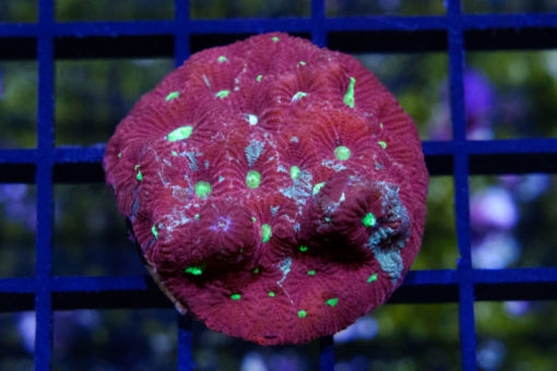 Brain Favites Ultra 1.5 inches